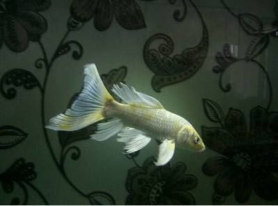 龍鳳錦鯉和龍魚可以混養(yǎng)嗎：龍鳳錦鯉和龍魚可以混養(yǎng)嗎龍鳳錦鯉和龍魚可以混養(yǎng)嗎