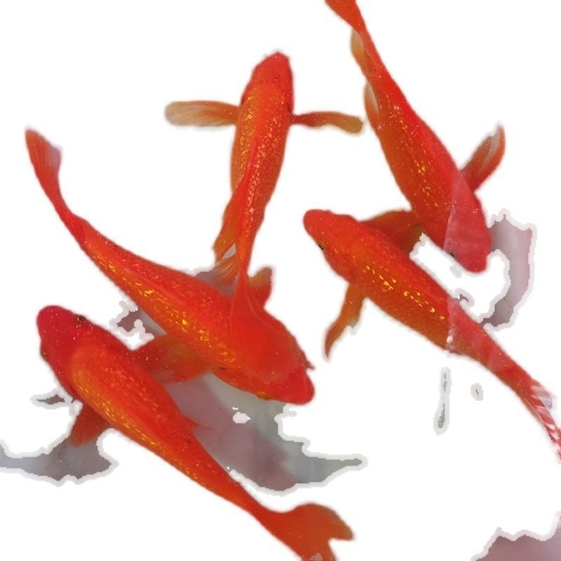 龍鳳錦鯉和龍魚可以混養(yǎng)嗎：龍鳳錦鯉和龍魚可以混養(yǎng)嗎龍鳳錦鯉和龍魚可以混養(yǎng)嗎