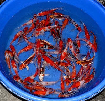 龍鳳錦鯉和龍魚可以混養(yǎng)嗎：龍鳳錦鯉和龍魚可以混養(yǎng)嗎龍鳳錦鯉和龍魚可以混養(yǎng)嗎