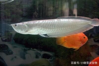 家里養銀龍魚要注意什么（養銀龍魚的注意事項）