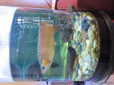龍魚到家幾天可以喂食物：龍魚到家后喂食的注意事項