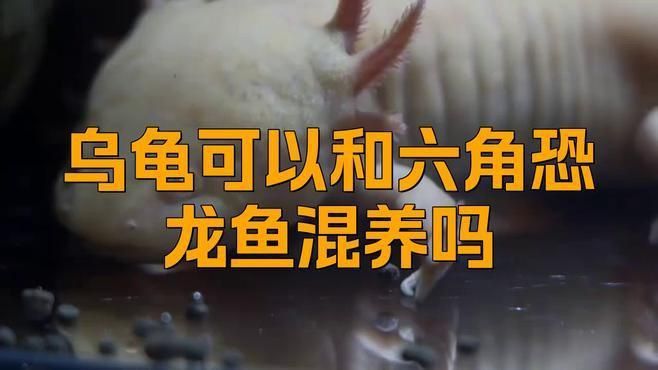 龍魚和烏龜混養需要注意什么？
