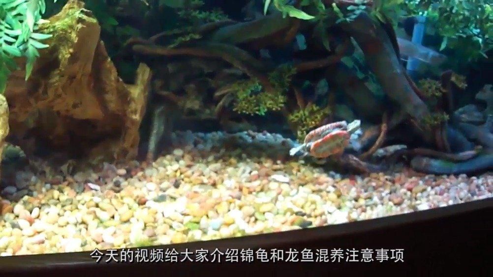 龍魚和烏龜混養需要注意什么？