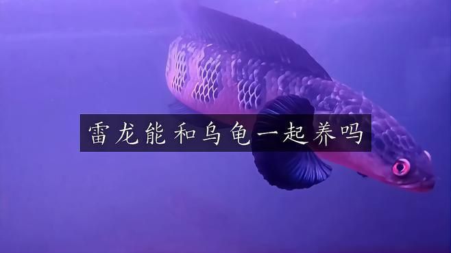 龍魚和烏龜混養需要注意什么？