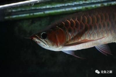 龍魚喂蝦需要去殼嗎（龍魚喂蝦需要去殼嗎龍魚喂蝦需要去殼嗎正確處理方法）
