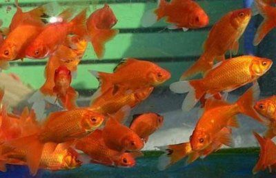 龍魚吃金魚視頻：龍魚與金魚共養注意事項