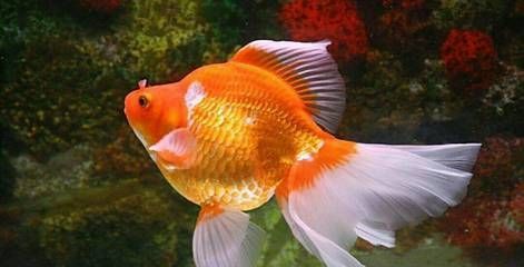 龍魚吃金魚視頻：龍魚與金魚共養注意事項