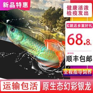 黃化銀龍魚價格走勢圖最新（2024年黃化銀龍魚最新價格_多少錢一條）
