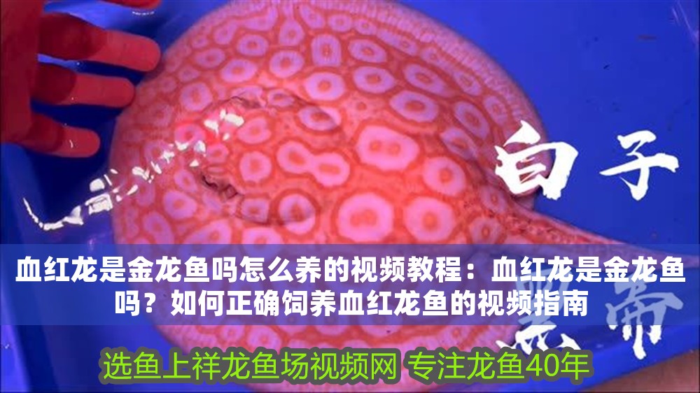 血紅龍是金龍魚嗎怎么養的視頻教程：血紅龍是金龍魚嗎？如何正確飼養血紅龍魚的視頻指南