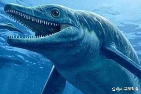 世界上的龍魚排名（世界龍魚排名）
