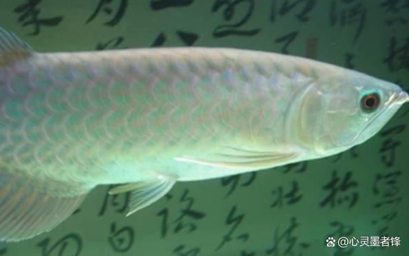 世界上的龍魚排名（世界龍魚排名）