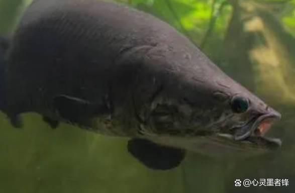 世界上的龍魚排名（世界龍魚排名）