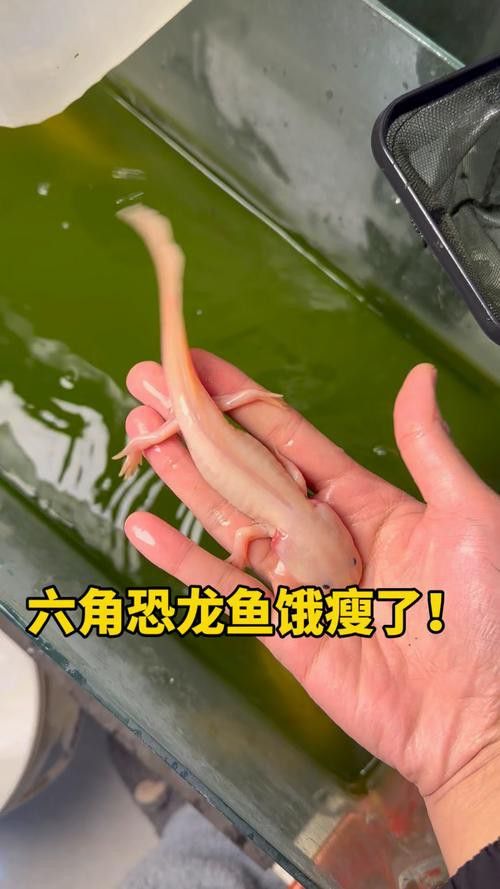 恐龍魚不開食能活多久呀圖片