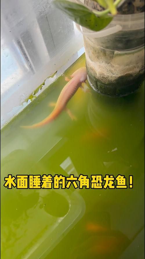恐龍魚不開食能活多久呀圖片