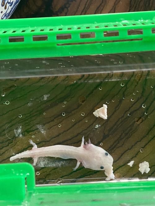 恐龍魚不開食能活多久呀圖片