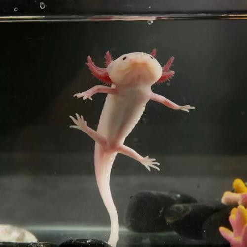 恐龍魚不開食能活多久呀圖片