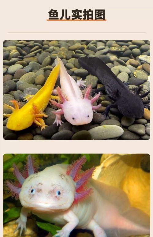 恐龍魚不開食能活多久呀圖片