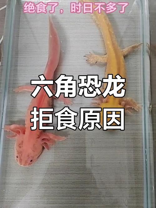 恐龍魚不開食能活多久呀圖片