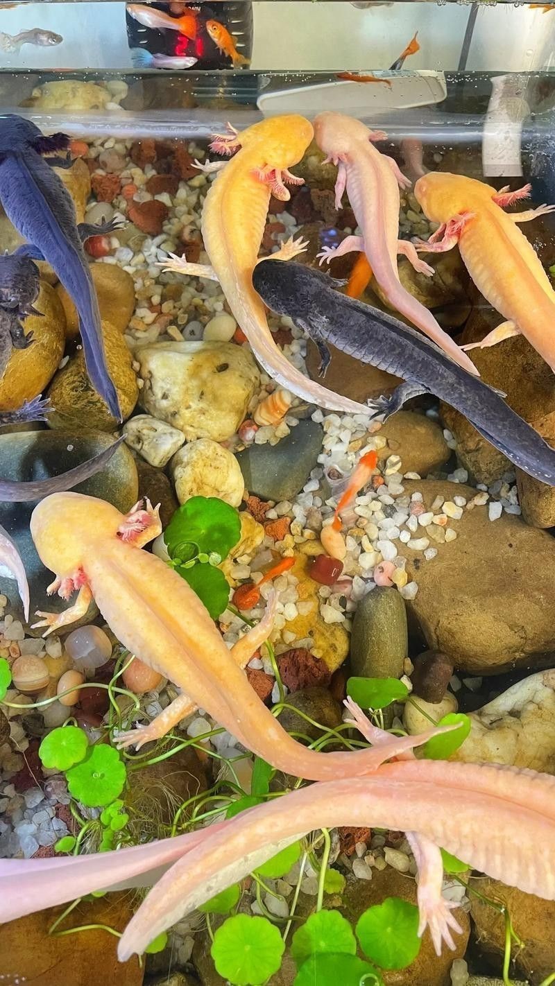 恐龍魚不開食能活多久呀圖片