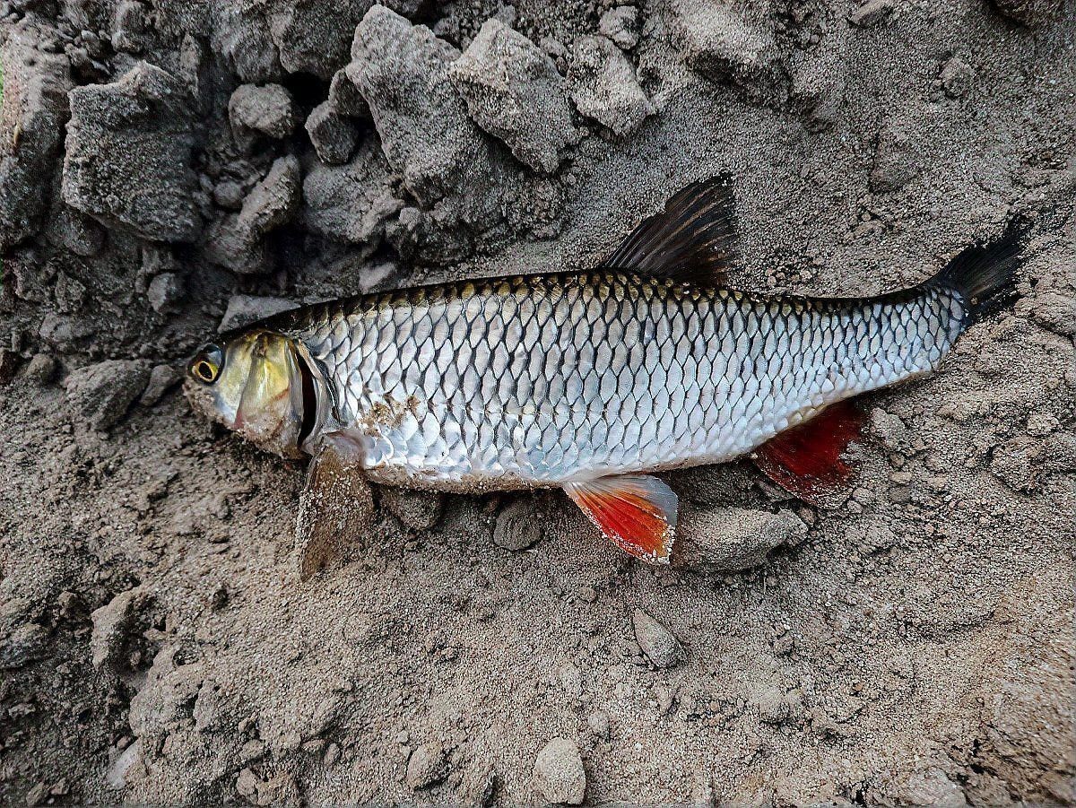 烏魚和龍魚哪個沒有刺