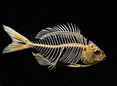 烏魚和龍魚哪個沒有刺