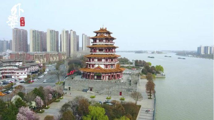 金龍魚和食人魚混養可以嗎：金龍魚與食人魚混養的挑戰與技巧