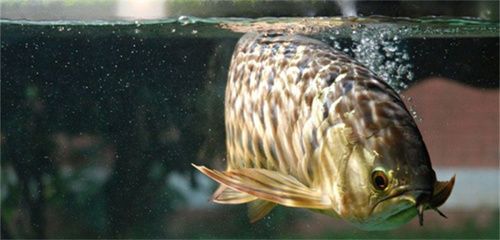 怎樣養龍魚才能才尾巴？：養殖龍魚的注意事項