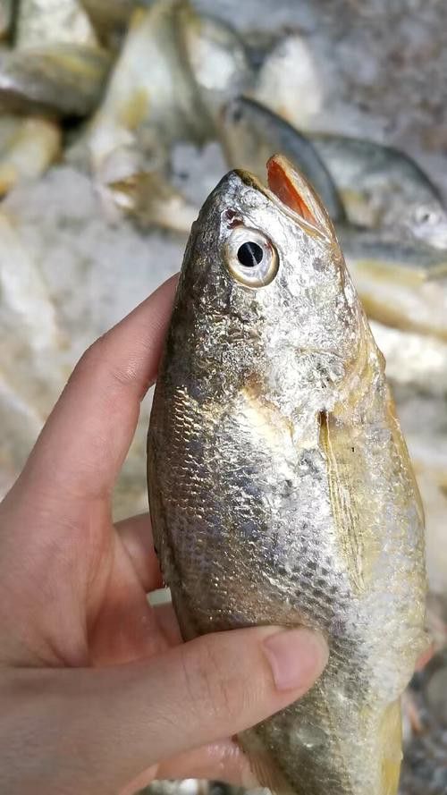 金龍魚小時候是什么顏色的圖片