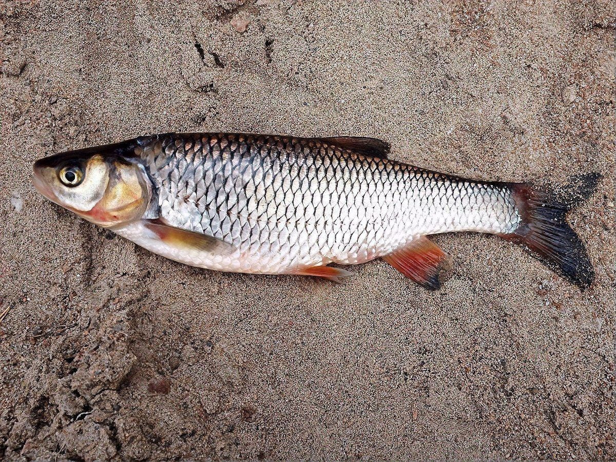 魚背上發黑是什么原因