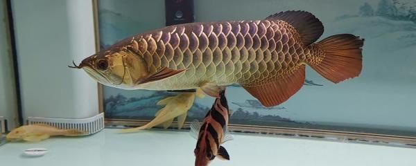 龍魚幾年能長到50厘米：龍魚養一年多就可以長到50厘米的時間和飼養條件而異