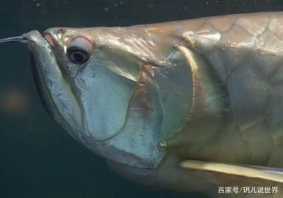 金龍魚老師在魚缸邊上下游動【金龍魚在魚缸邊上下游動可能由多種原因引起,正常生理行為】