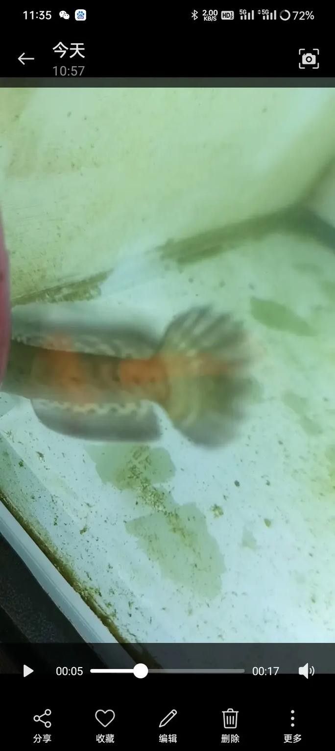 龍魚和雷龍魚的區(qū)別是什么圖片