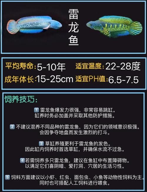 龍魚和雷龍魚的區(qū)別是什么圖片