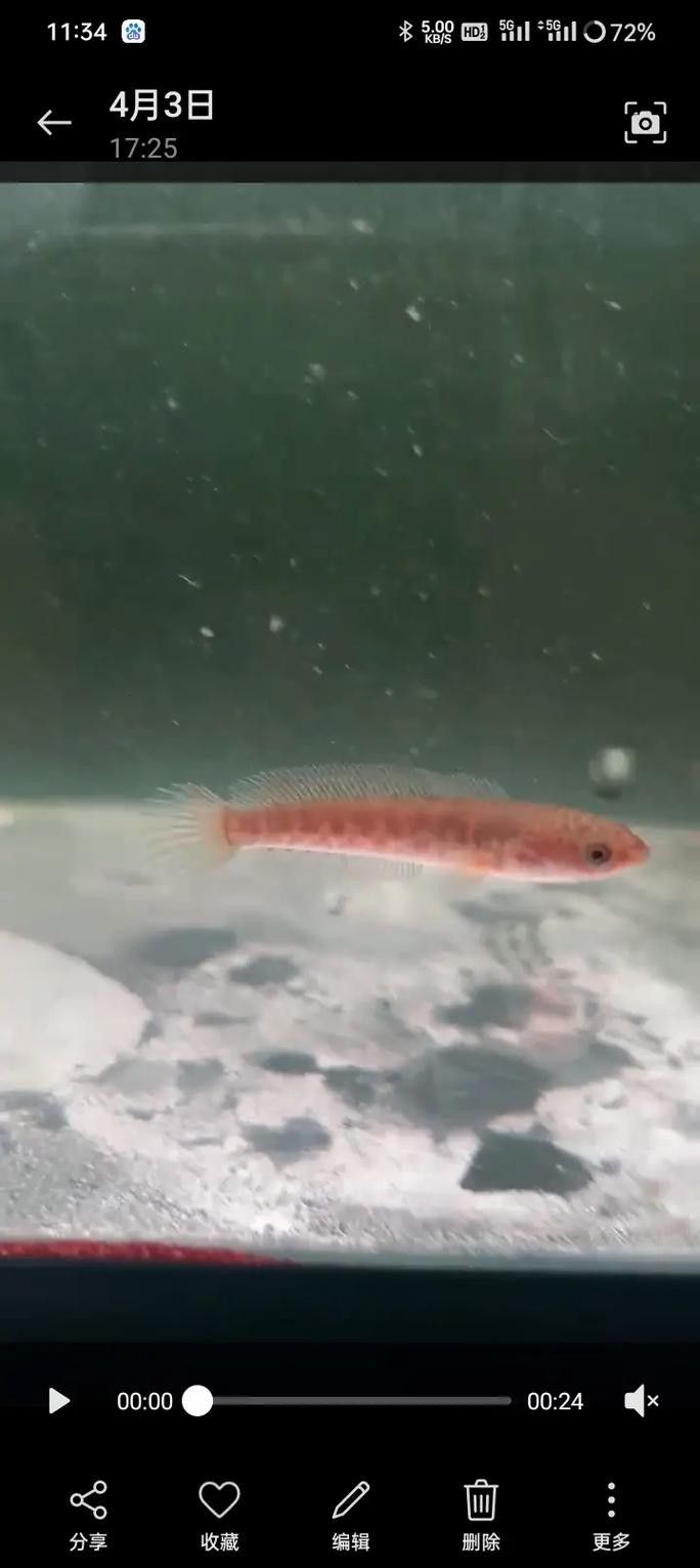 龍魚和雷龍魚的區(qū)別是什么圖片