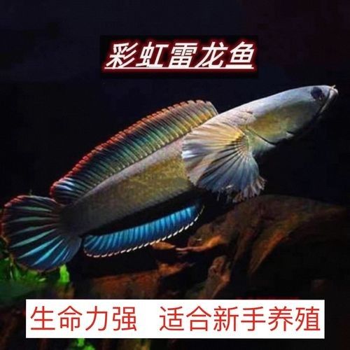 龍魚和雷龍魚的區(qū)別是什么圖片