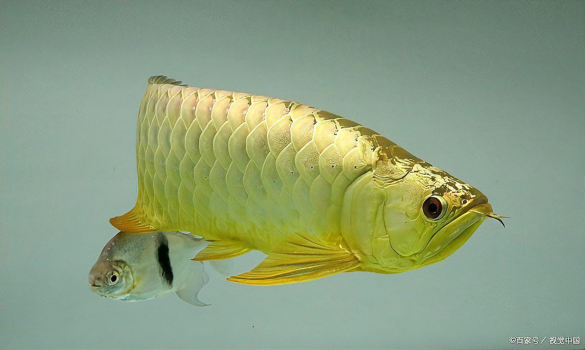 龍魚鱗片上的一排洞