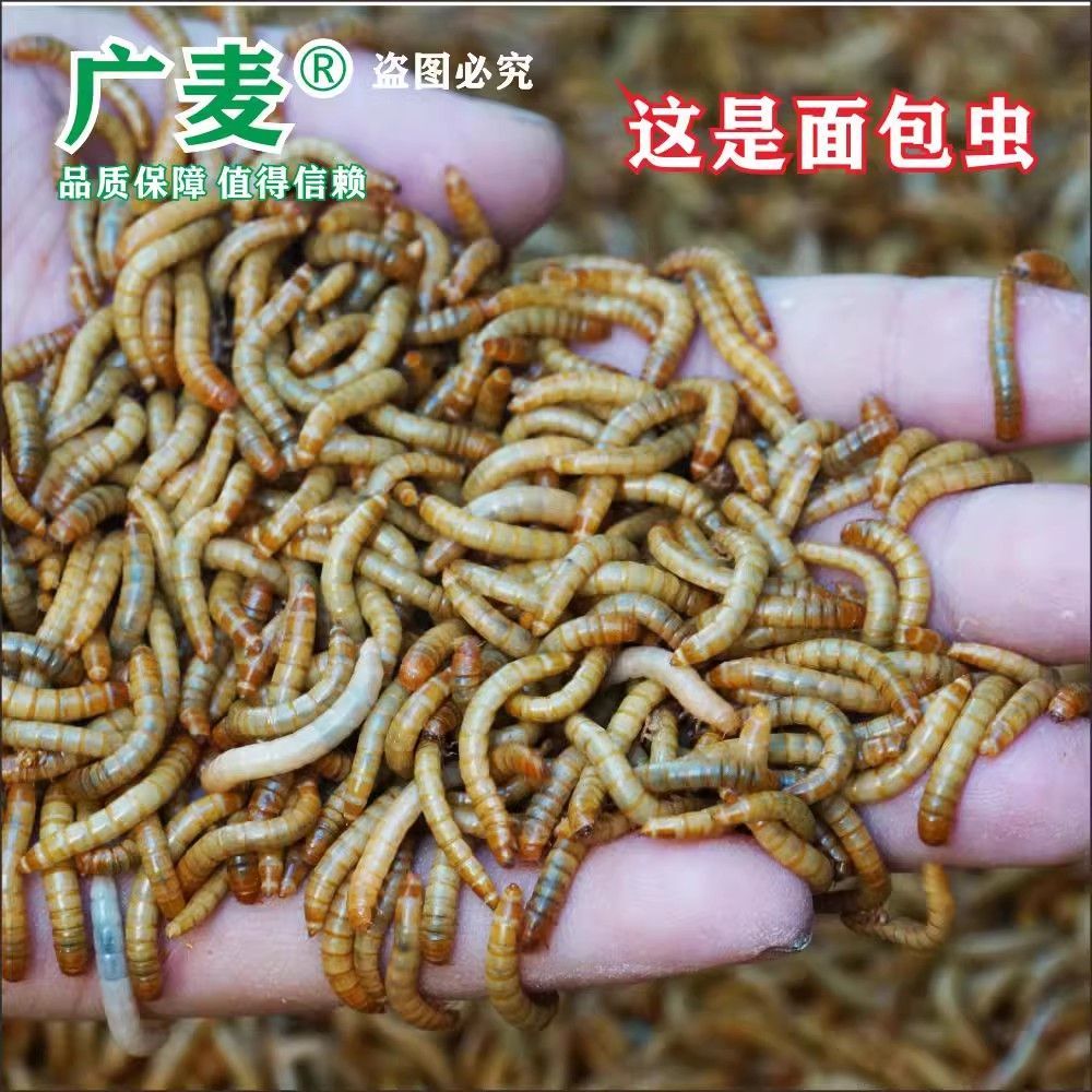 金龍魚吃面包蟲的好處有哪些：金龍魚吃面包蟲好嗎