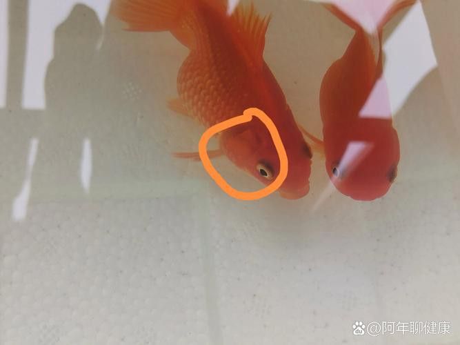 金龍魚眼睛有白點怎么回事啊圖片