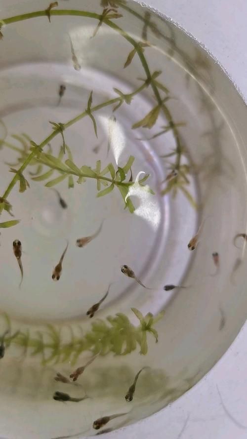 孔雀魚苗20天圖片 龍魚百科 第2張 孔雀魚苗20天圖片 孔雀魚苗20天圖片 龍魚百科 第2張