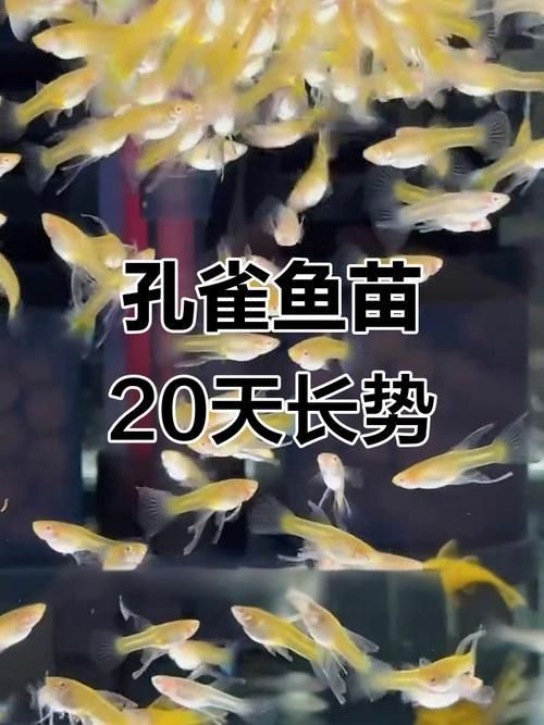 孔雀魚苗20天圖片 龍魚百科 第1張 孔雀魚苗20天圖片 孔雀魚苗20天圖片 龍魚百科 第1張