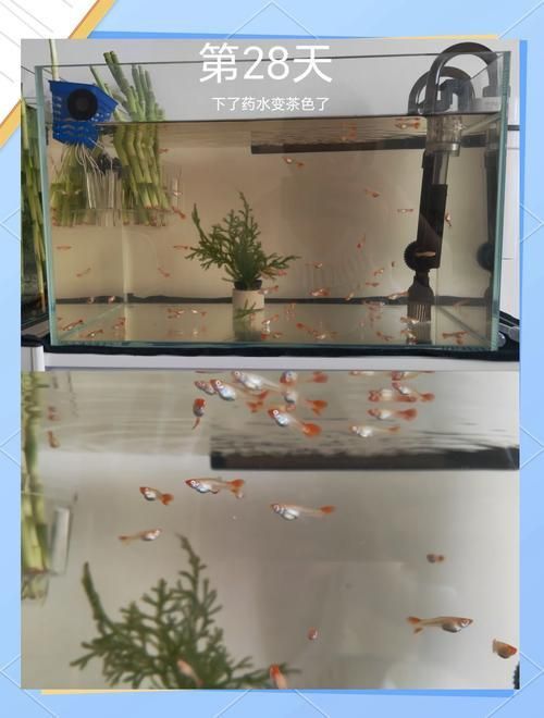 孔雀魚苗20天圖片 龍魚百科 第8張 孔雀魚苗20天圖片 孔雀魚苗20天圖片 龍魚百科 第8張