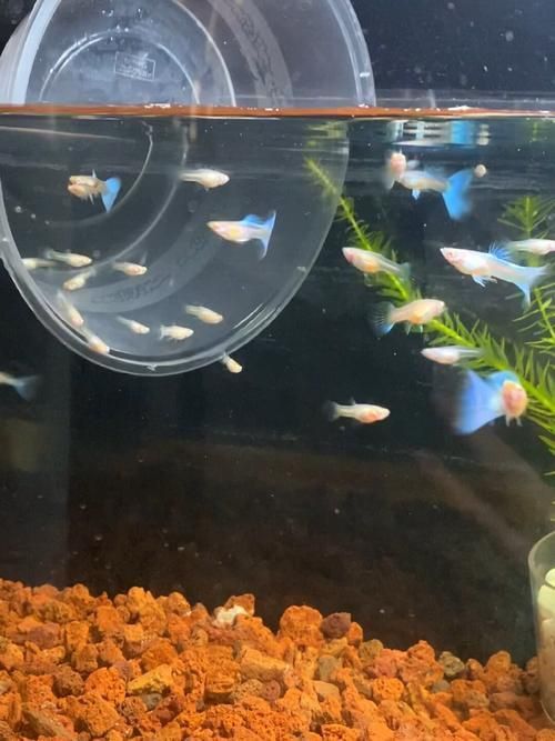 孔雀魚苗20天圖片 龍魚百科 第6張 孔雀魚苗20天圖片 孔雀魚苗20天圖片 龍魚百科 第6張