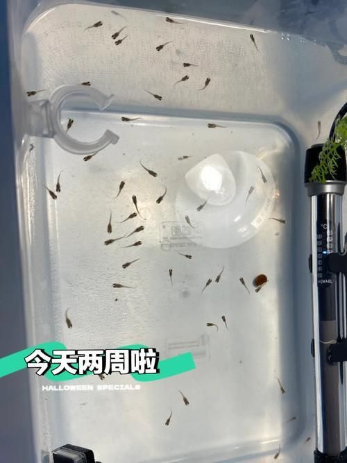 孔雀魚苗20天圖片 龍魚百科 第4張 孔雀魚苗20天圖片 孔雀魚苗20天圖片 龍魚百科 第4張