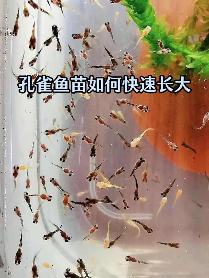 孔雀魚苗20天圖片 龍魚百科 第7張 孔雀魚苗20天圖片 孔雀魚苗20天圖片 龍魚百科 第7張