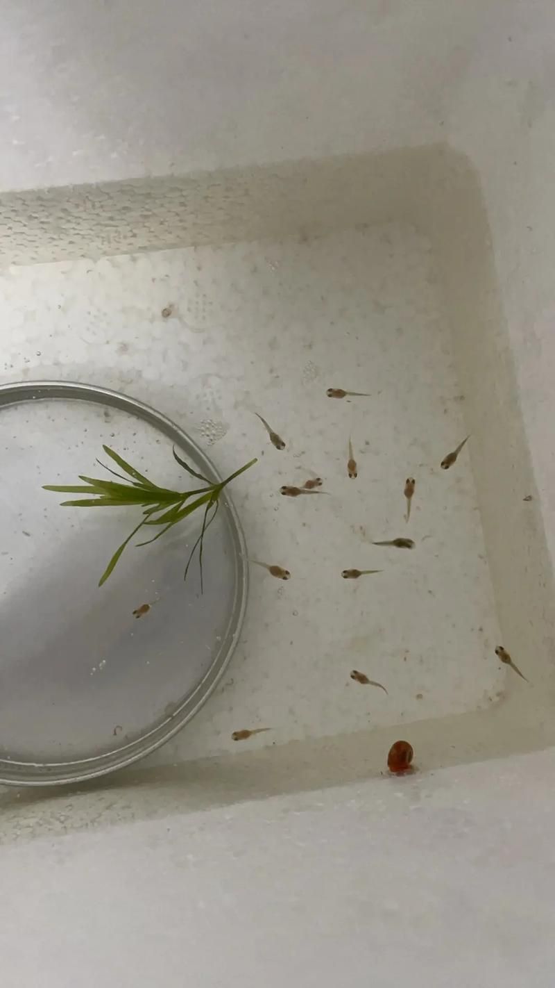 孔雀魚苗20天圖片 龍魚百科 第10張 孔雀魚苗20天圖片 孔雀魚苗20天圖片 龍魚百科 第10張