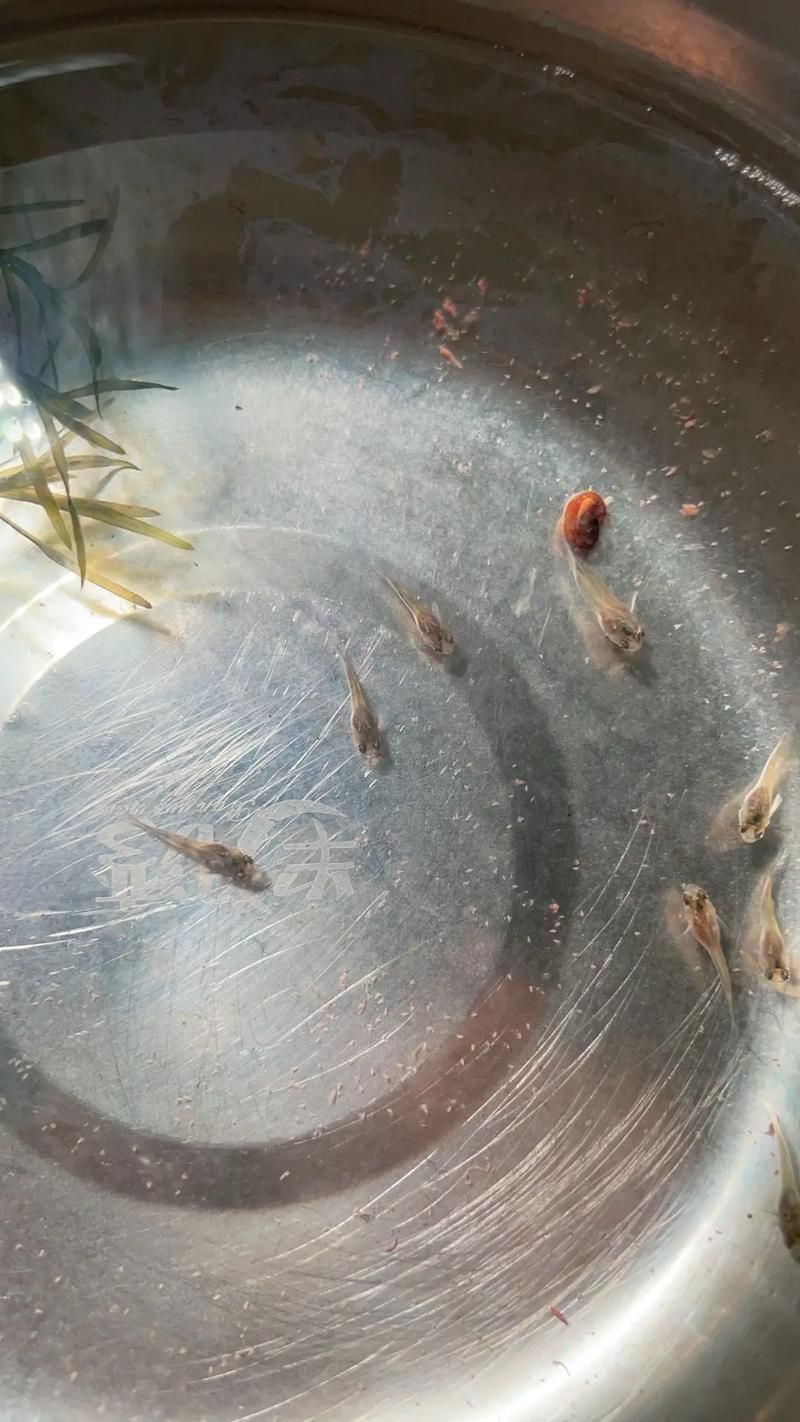 孔雀魚苗20天圖片 龍魚百科 第11張 孔雀魚苗20天圖片 孔雀魚苗20天圖片 龍魚百科 第11張