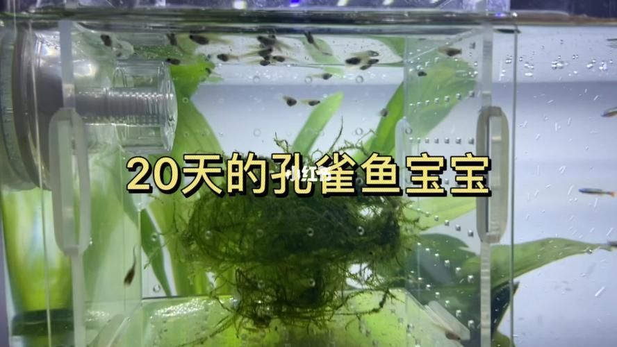 孔雀魚苗20天圖片 龍魚百科 第14張 孔雀魚苗20天圖片 孔雀魚苗20天圖片 龍魚百科 第14張