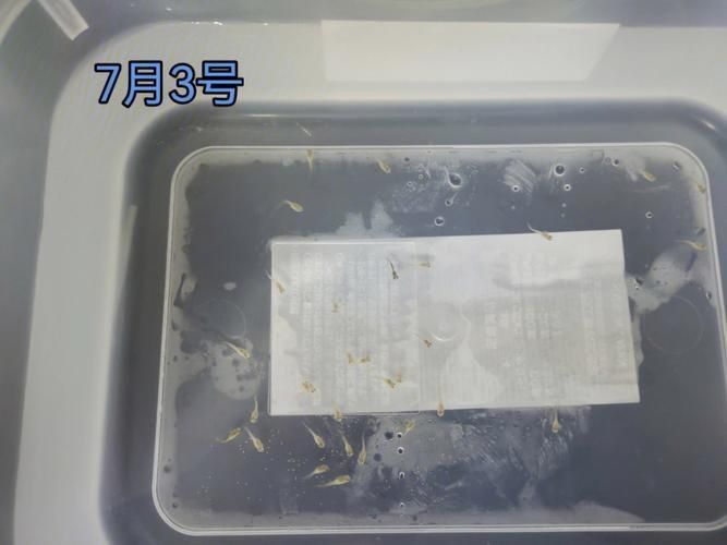 孔雀魚苗20天圖片 龍魚百科 第15張 孔雀魚苗20天圖片 孔雀魚苗20天圖片 龍魚百科 第15張