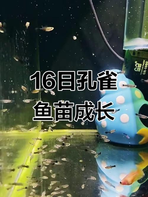 孔雀魚苗20天圖片 龍魚百科 第16張 孔雀魚苗20天圖片 孔雀魚苗20天圖片 龍魚百科 第16張