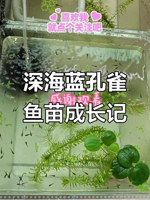孔雀魚苗20天圖片 龍魚百科 第12張 孔雀魚苗20天圖片 孔雀魚苗20天圖片 龍魚百科 第12張